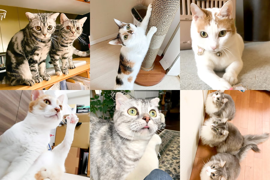 ペットシッターでお世話した猫ちゃん達