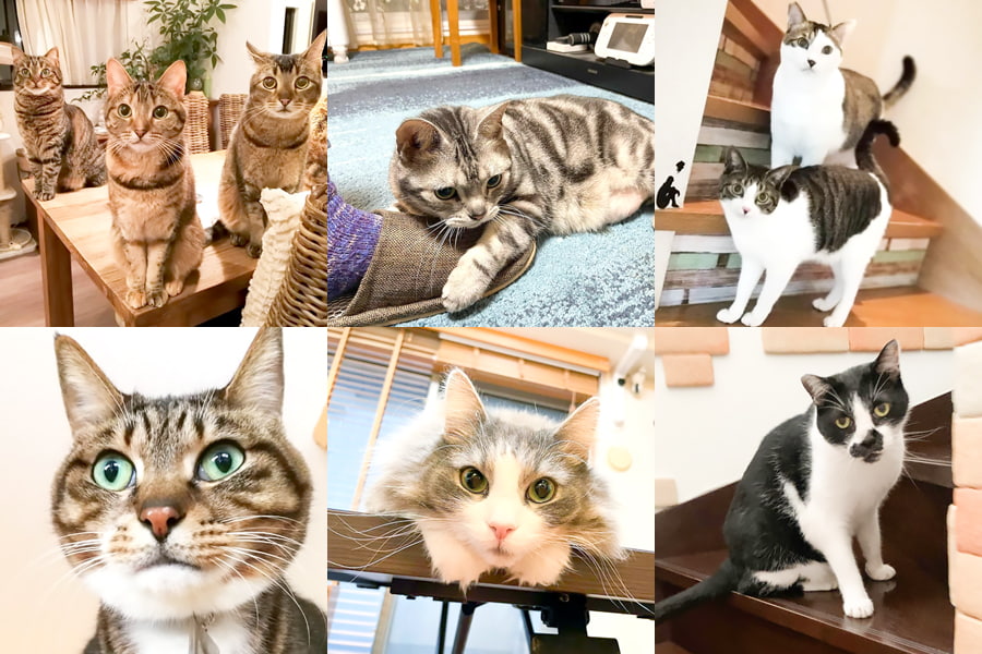 キャットシッターのお世話で安心の猫ちゃん達