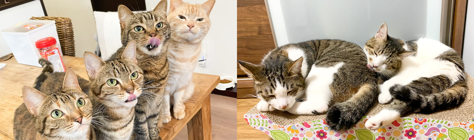 ペットシッターのプロフィール