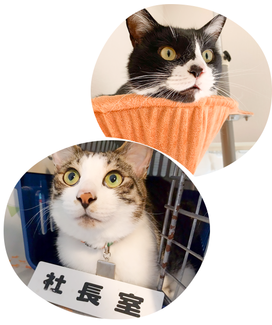 猫ちゃんの行動分析学