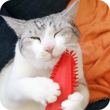 ご自宅でお世話