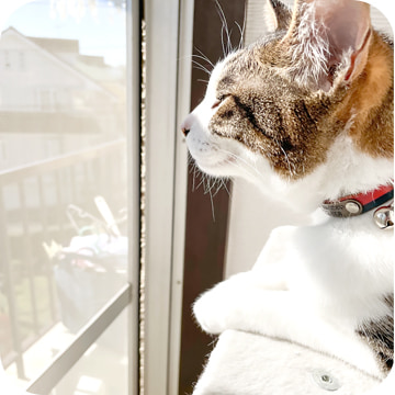 ペットシッター補償加入